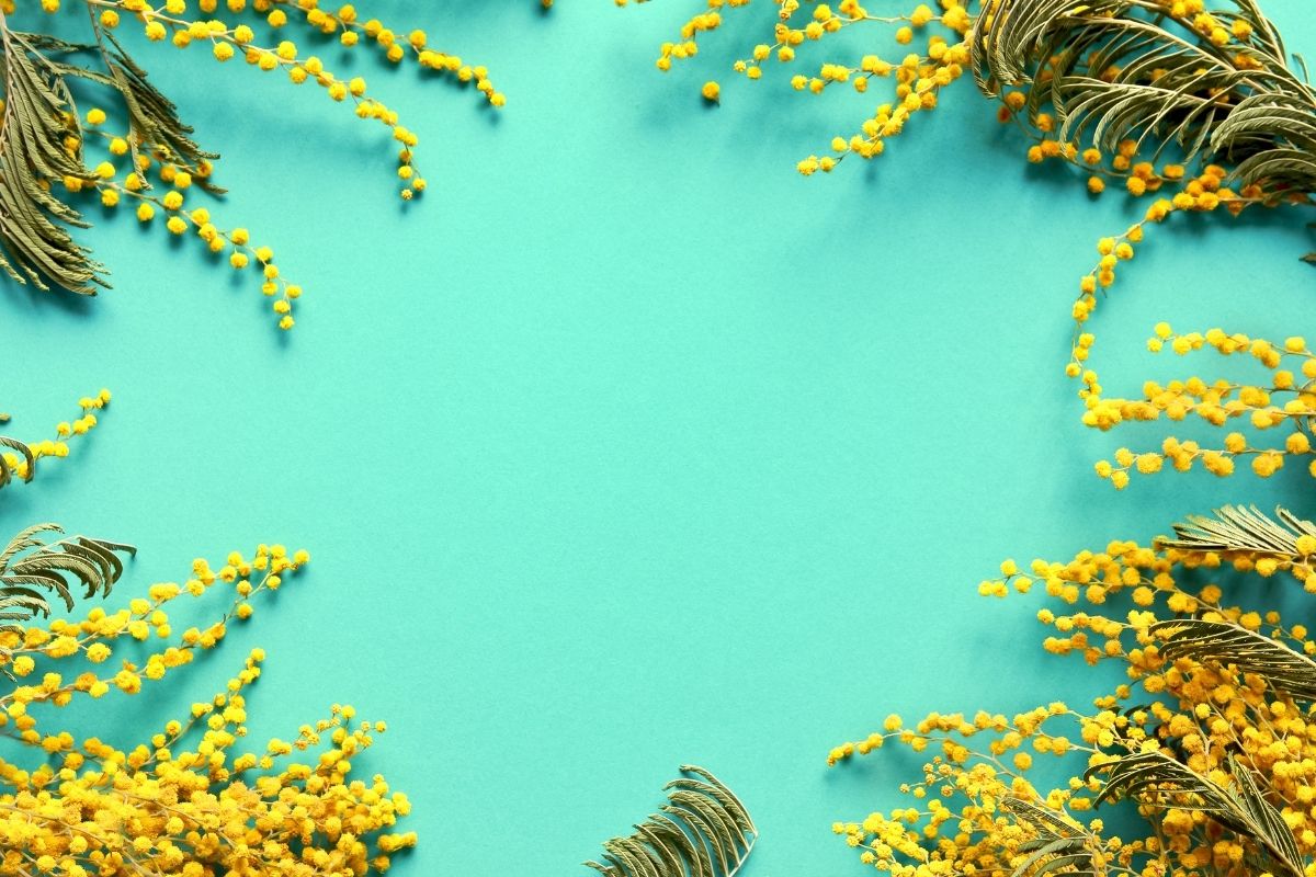 Mimosa