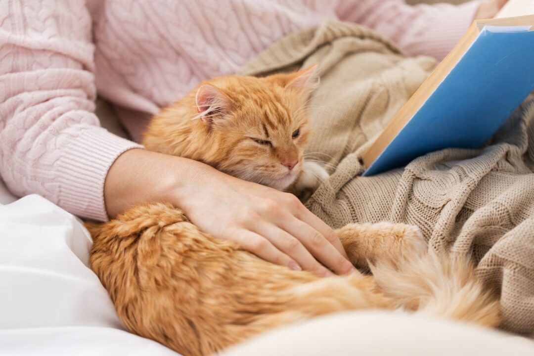 Donne e gatti 