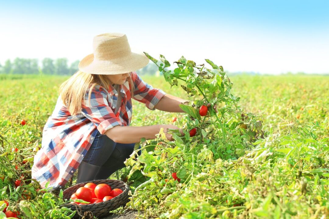 Lavoratrice agricola