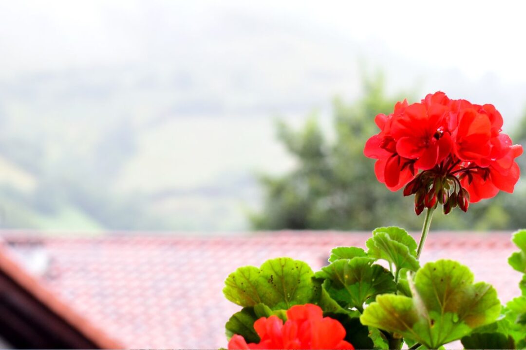 Fiori primaverili 