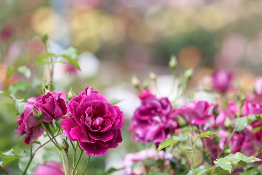 Fiori primaverili 