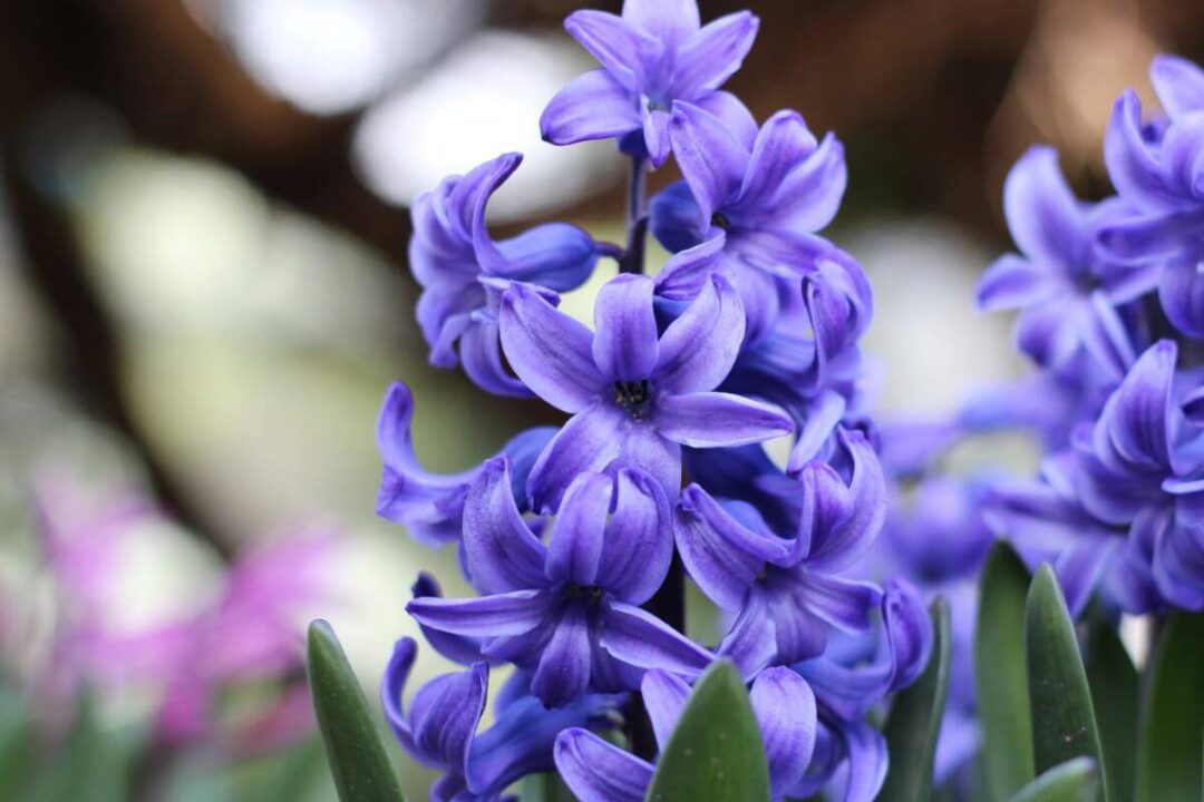 Fiori primaverili 